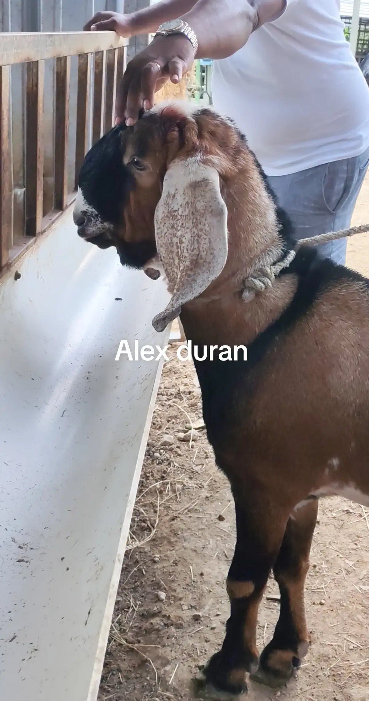 @alexduran7558