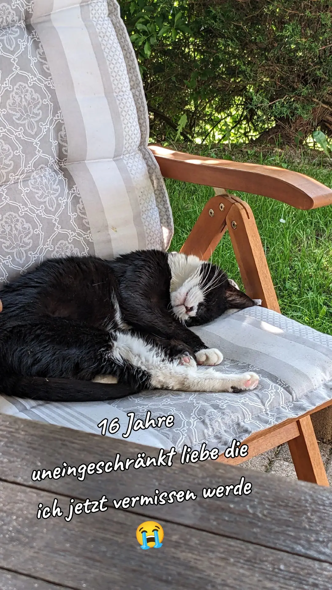 @😻Katrin&Odin 😻Modi Muddi 😻
