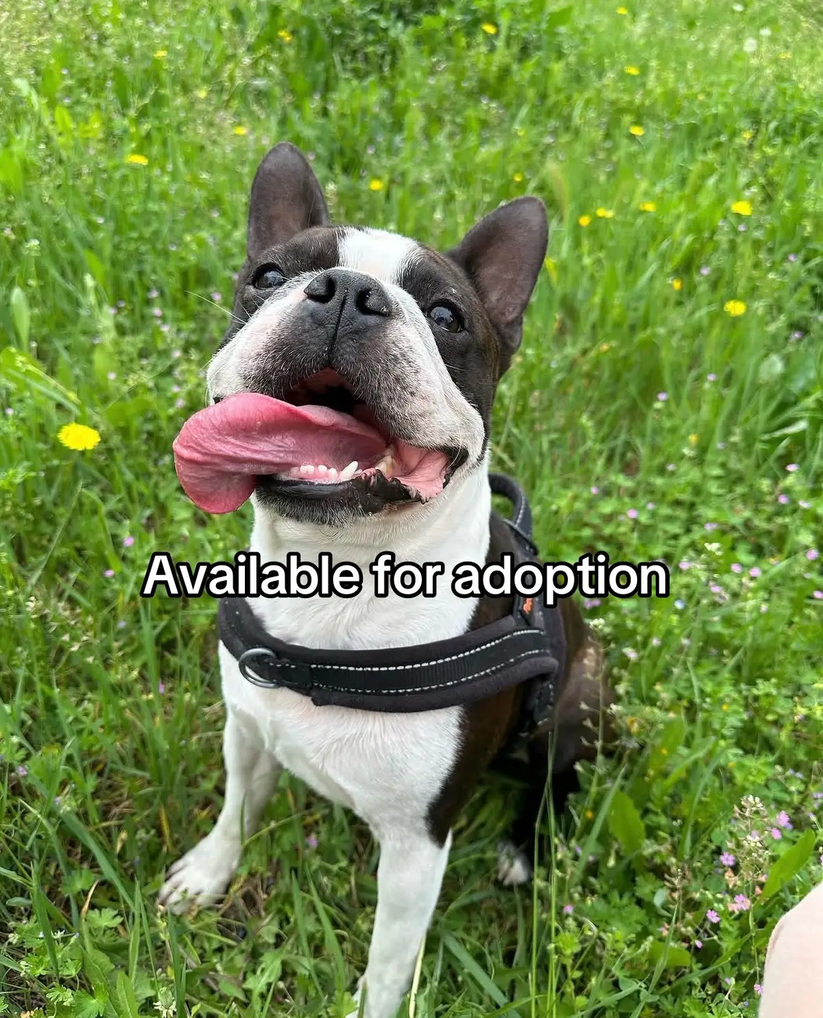 @Boston terriers puppies