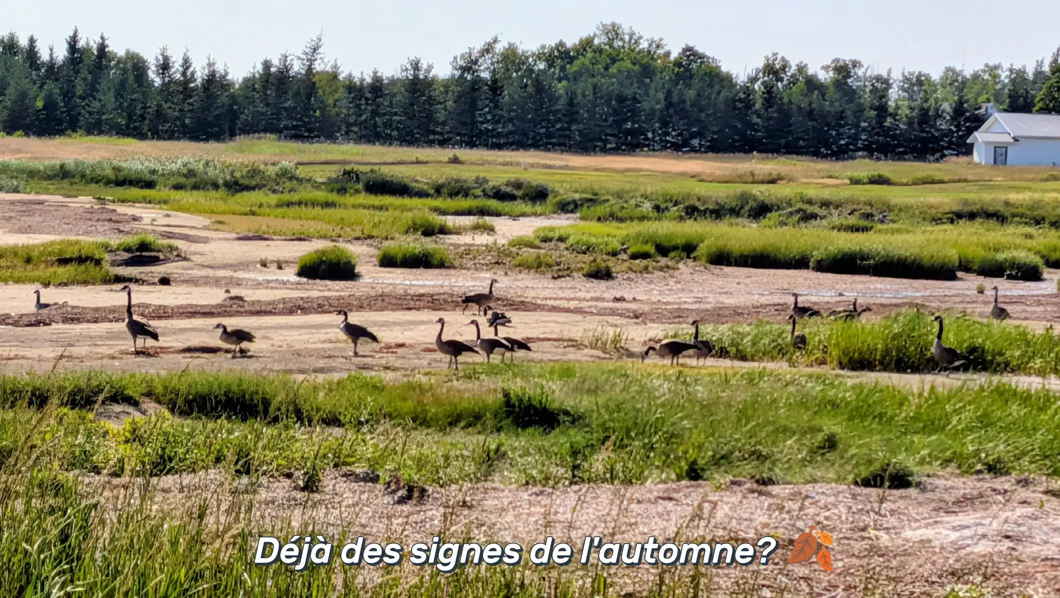 @La Fille de l'Île