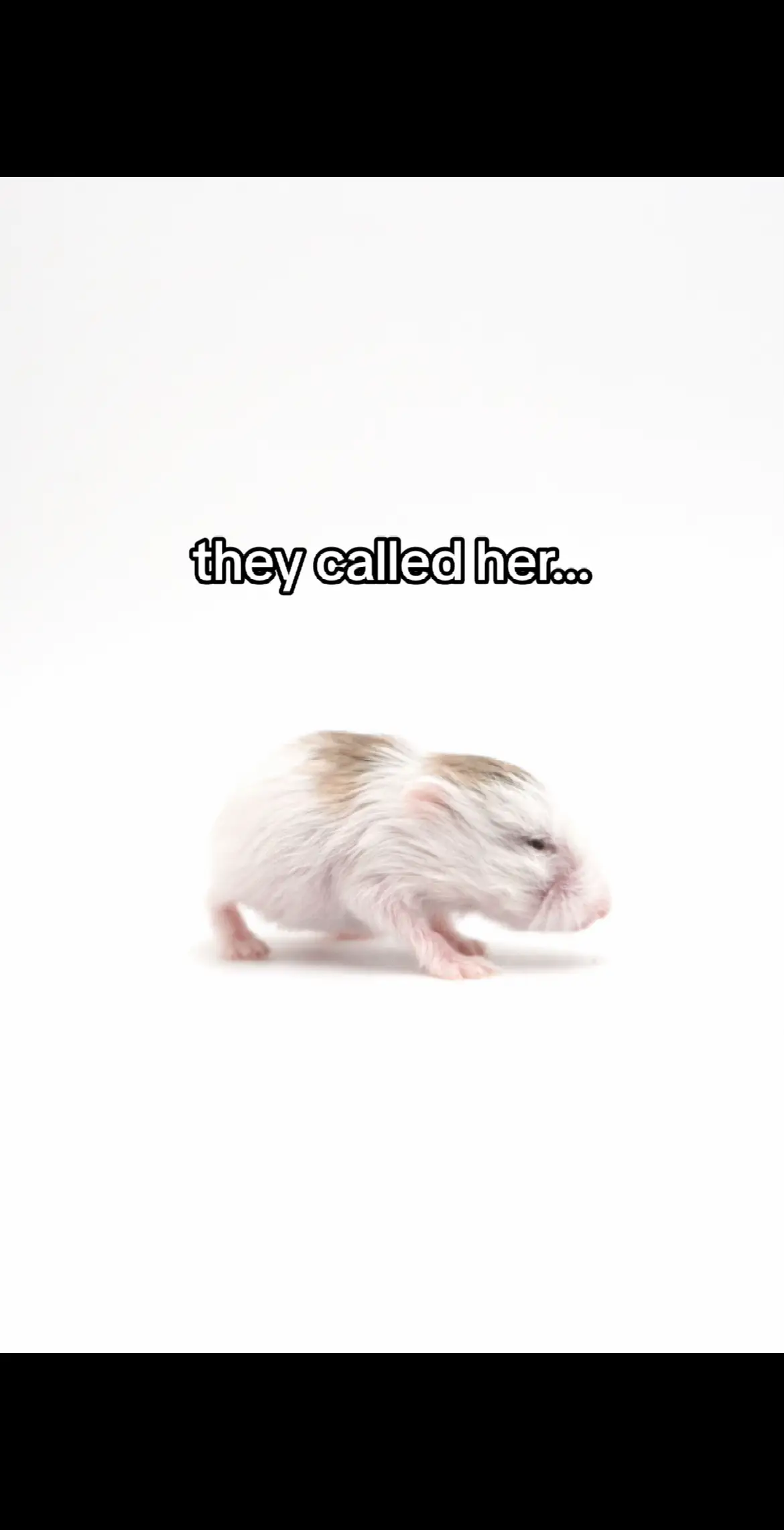 @Milkbun Hamstery 🍡