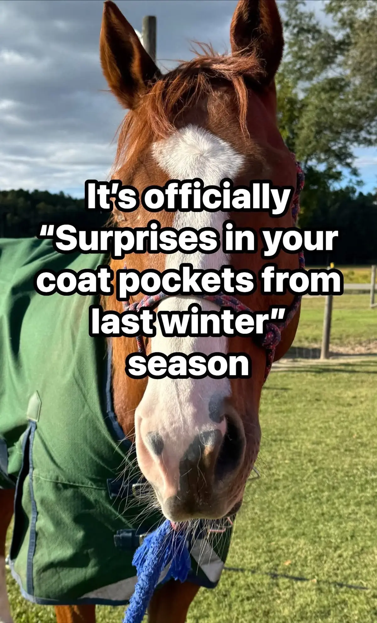 @Horselife