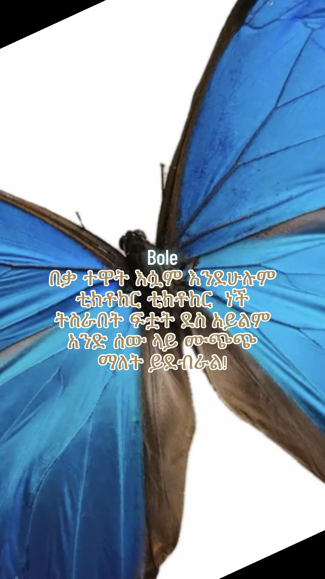 @๐ฉ๐ถ๐ณ๐ฌ ๐๏ธ