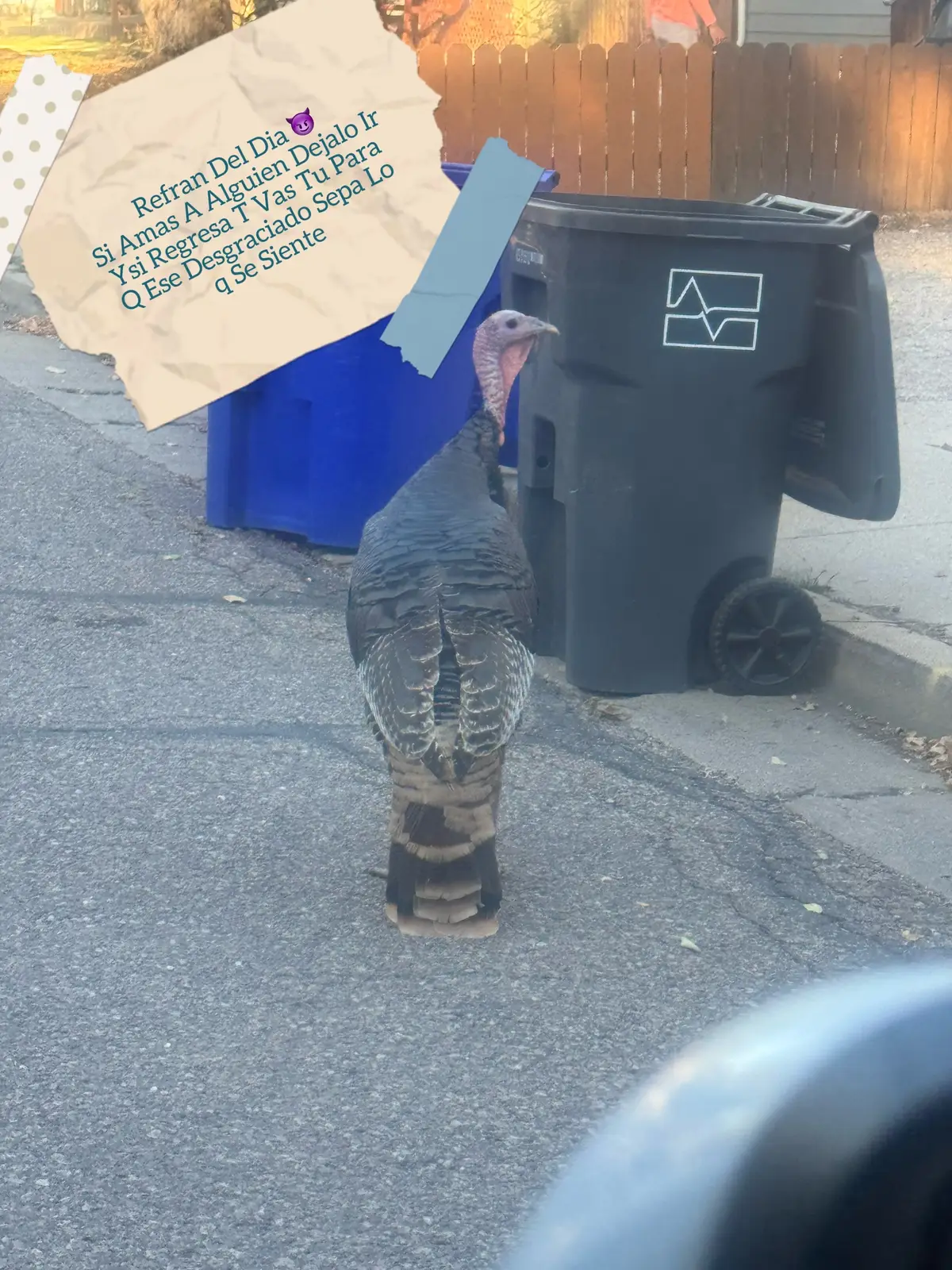 @720ChaparritaDeChihuahua303