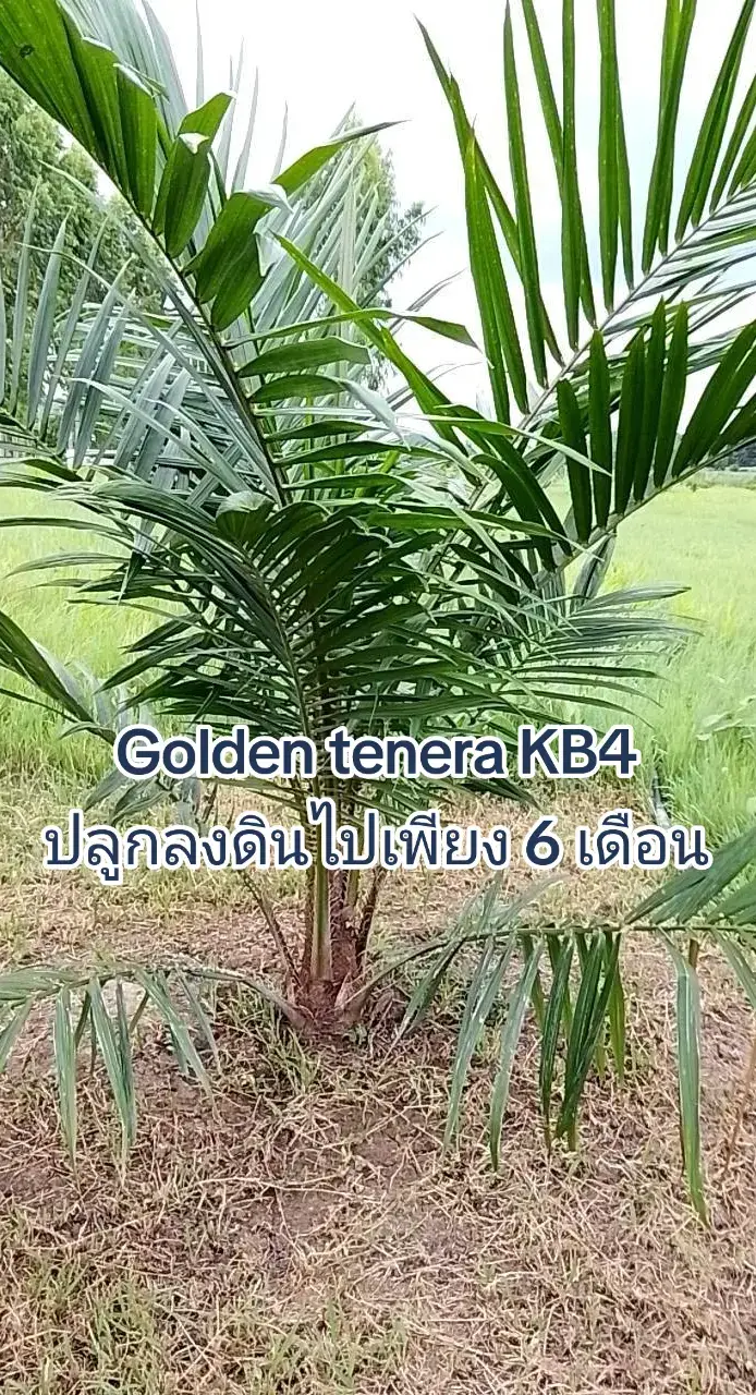 @KTM เขมจิราฟาร์ม