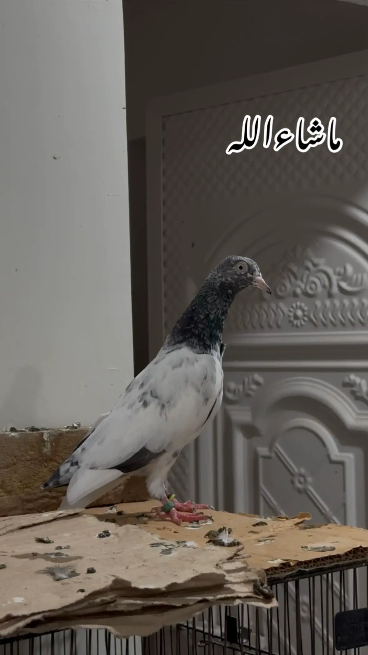 @Royal Birds 🕊️👑