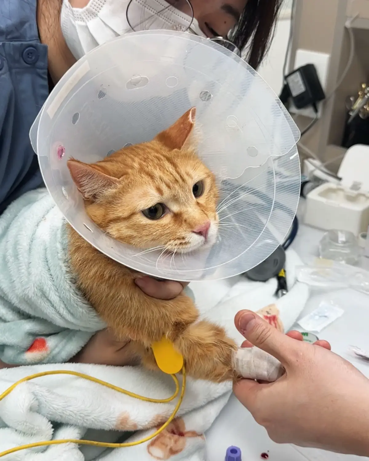 @MyStrayCheese