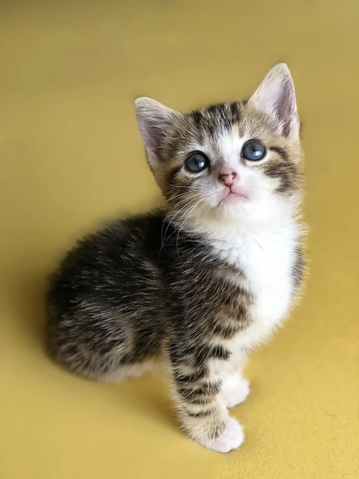@KittyFam