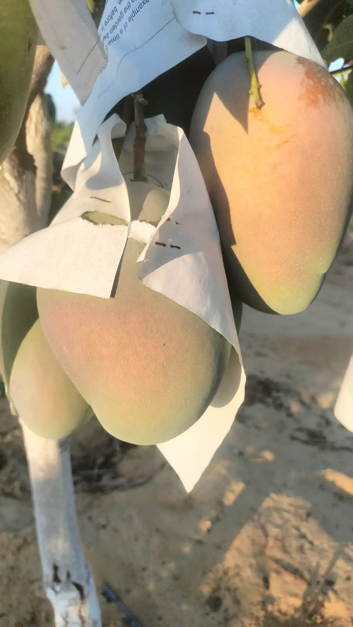 @احمد عمر