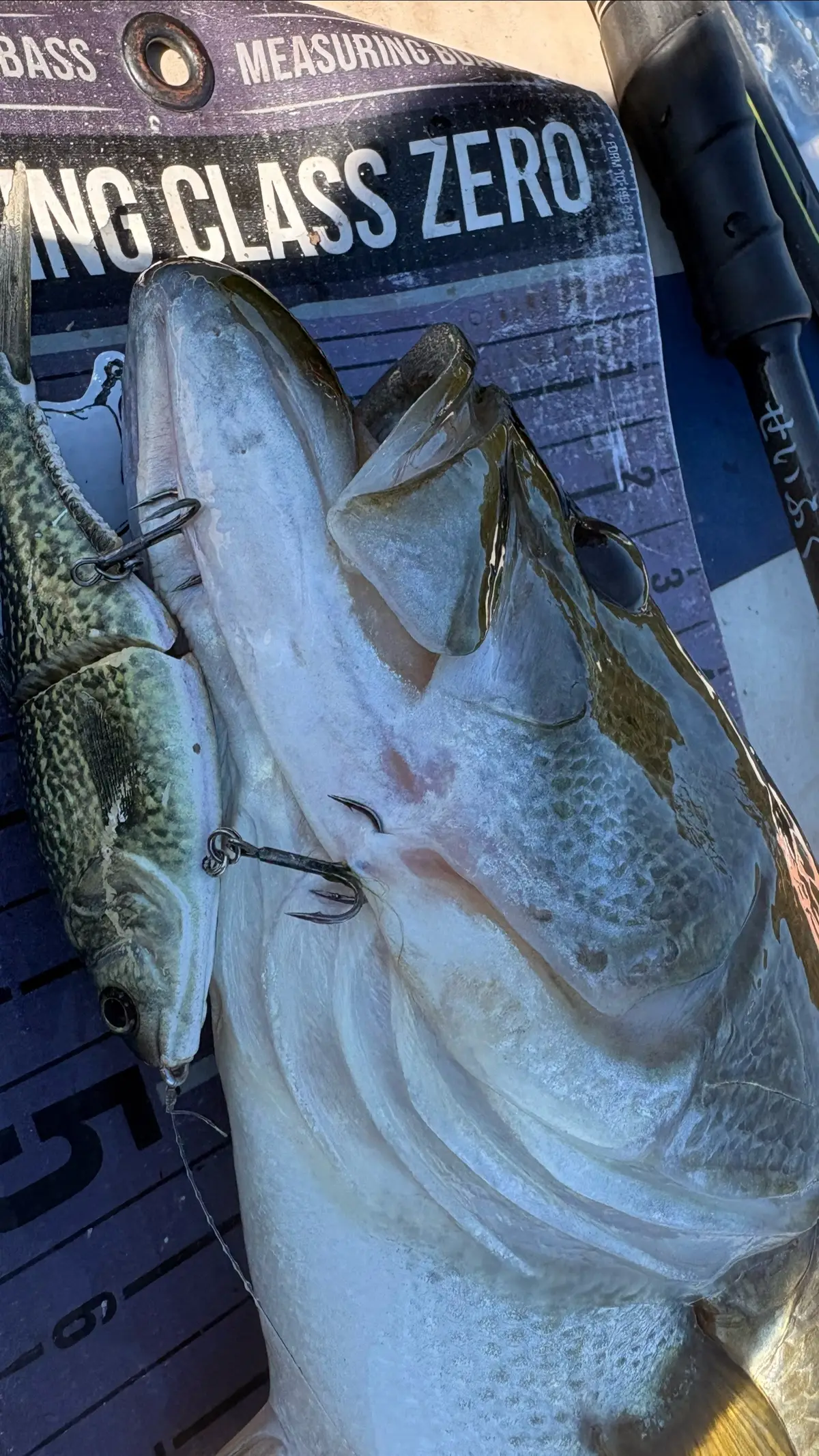 @Swimbait_noah