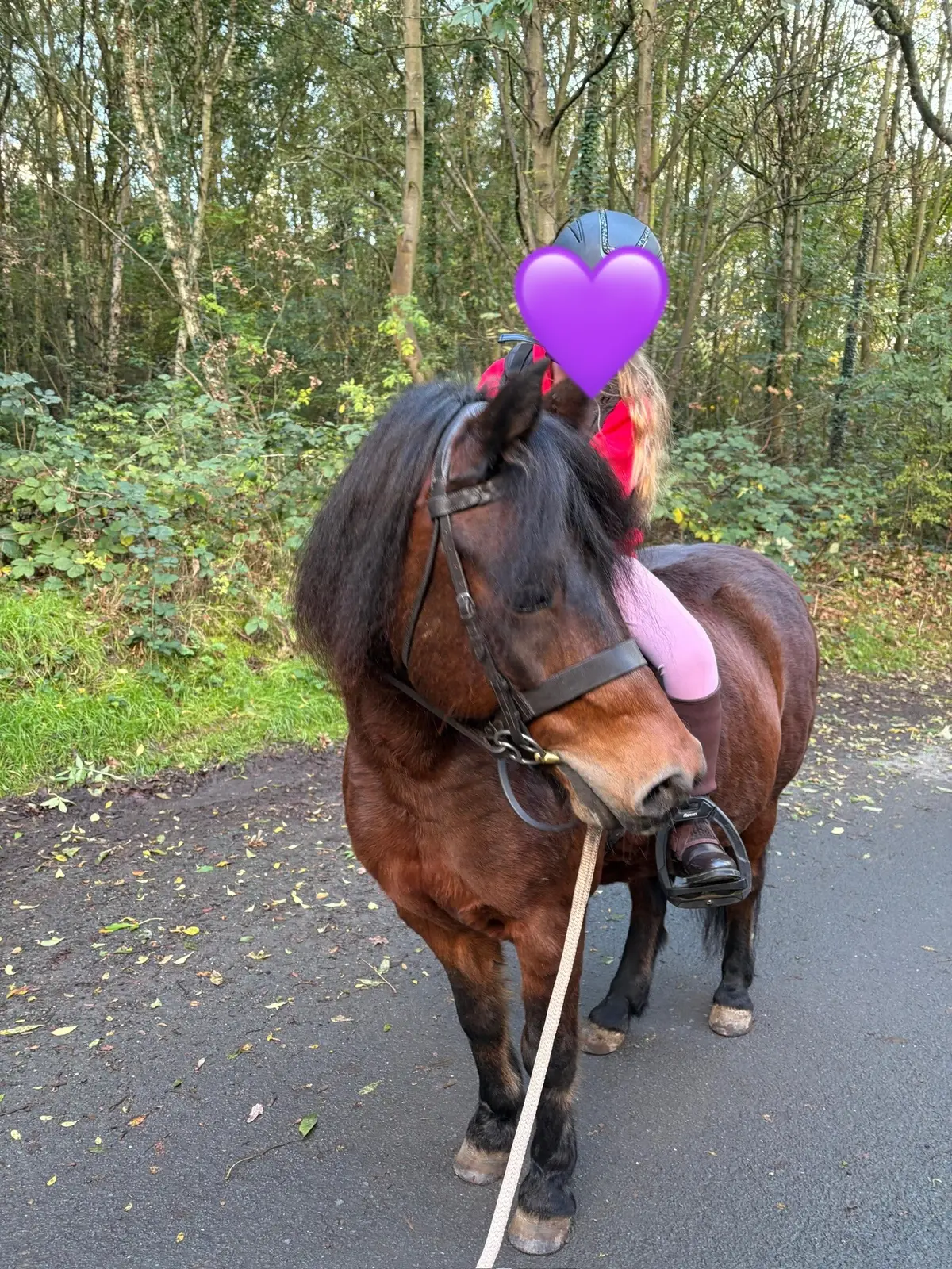 @LottiesHorseAdventures🦄🐴
