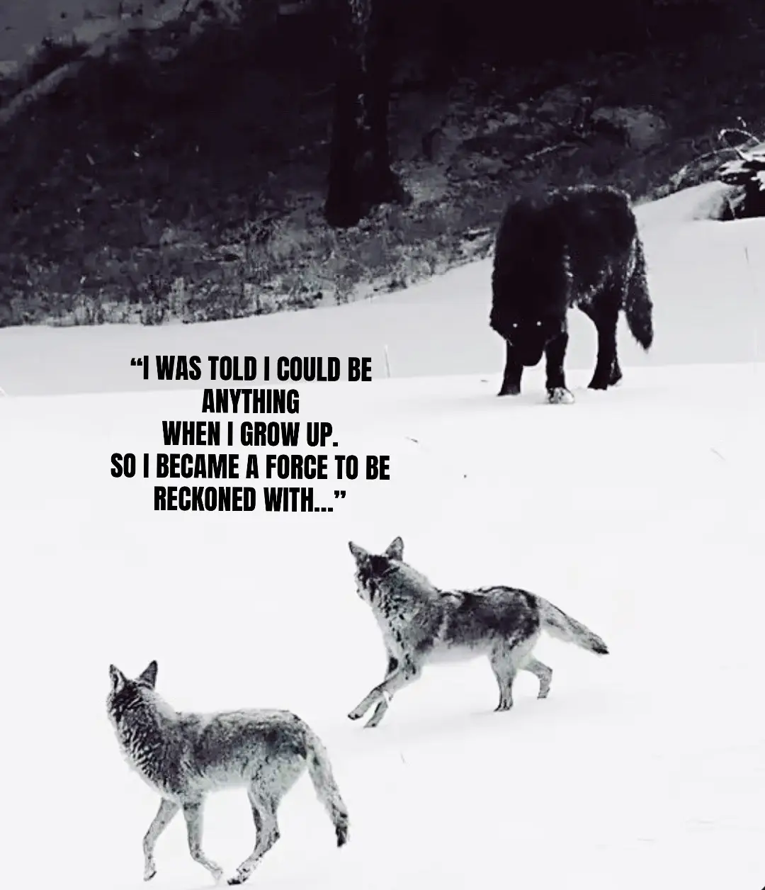 @🪬Conscious_LoneWolf🐺