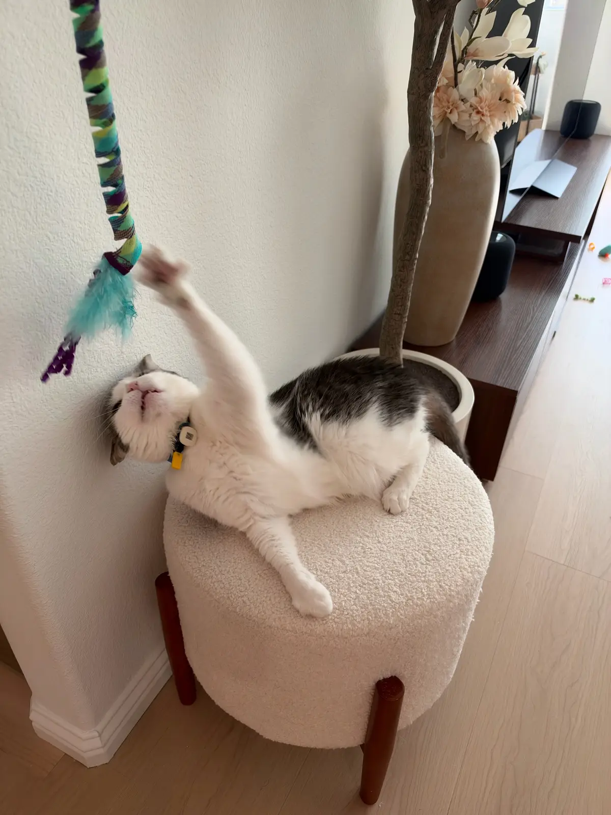 @Mimi Wawa Meow