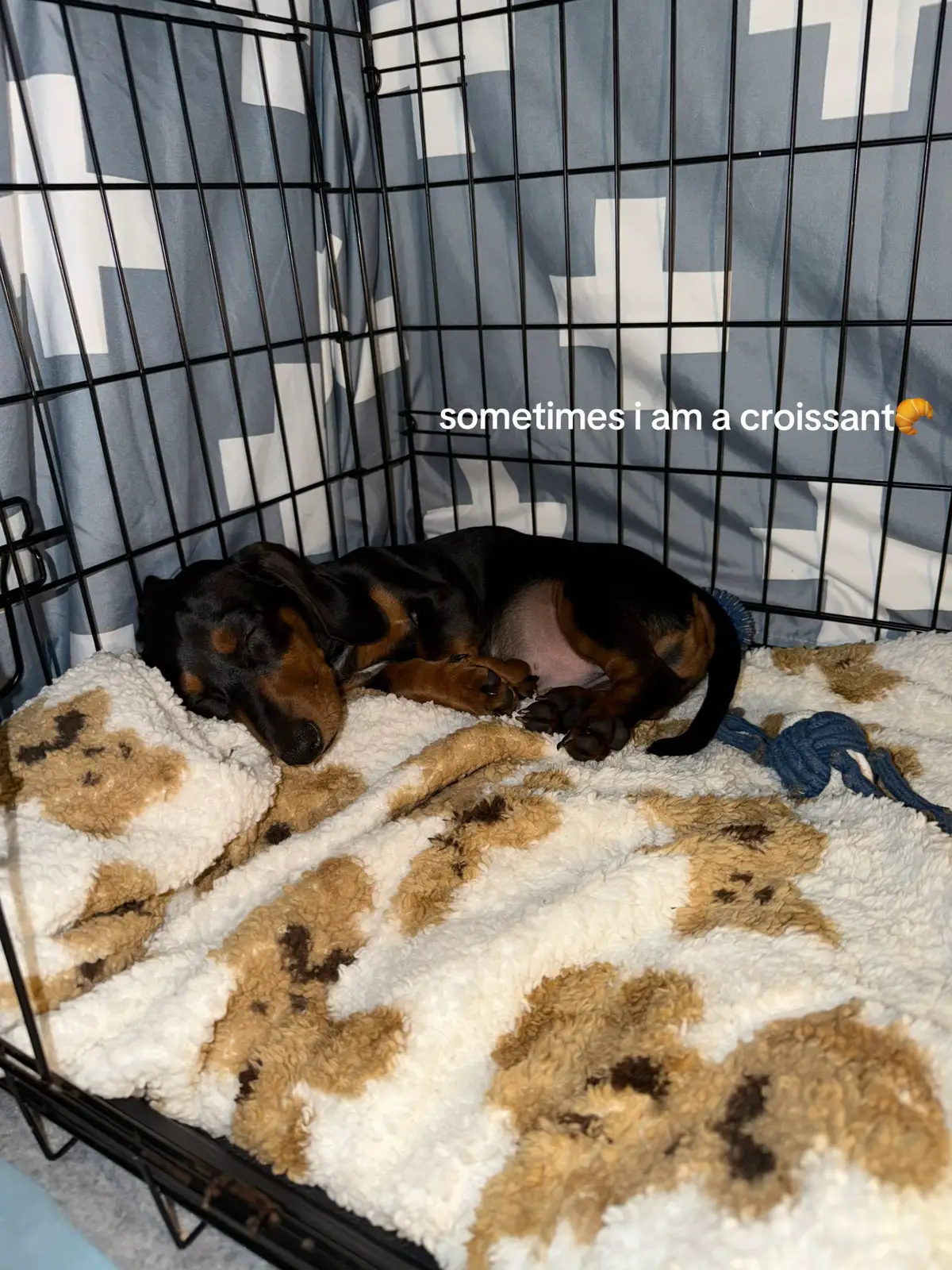 @Nonativespeaker/Babe's mom🐾