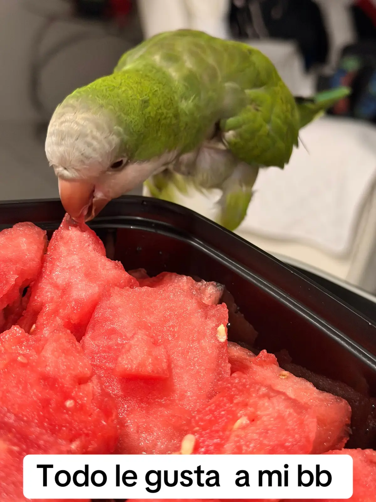 @Charlie🦜
