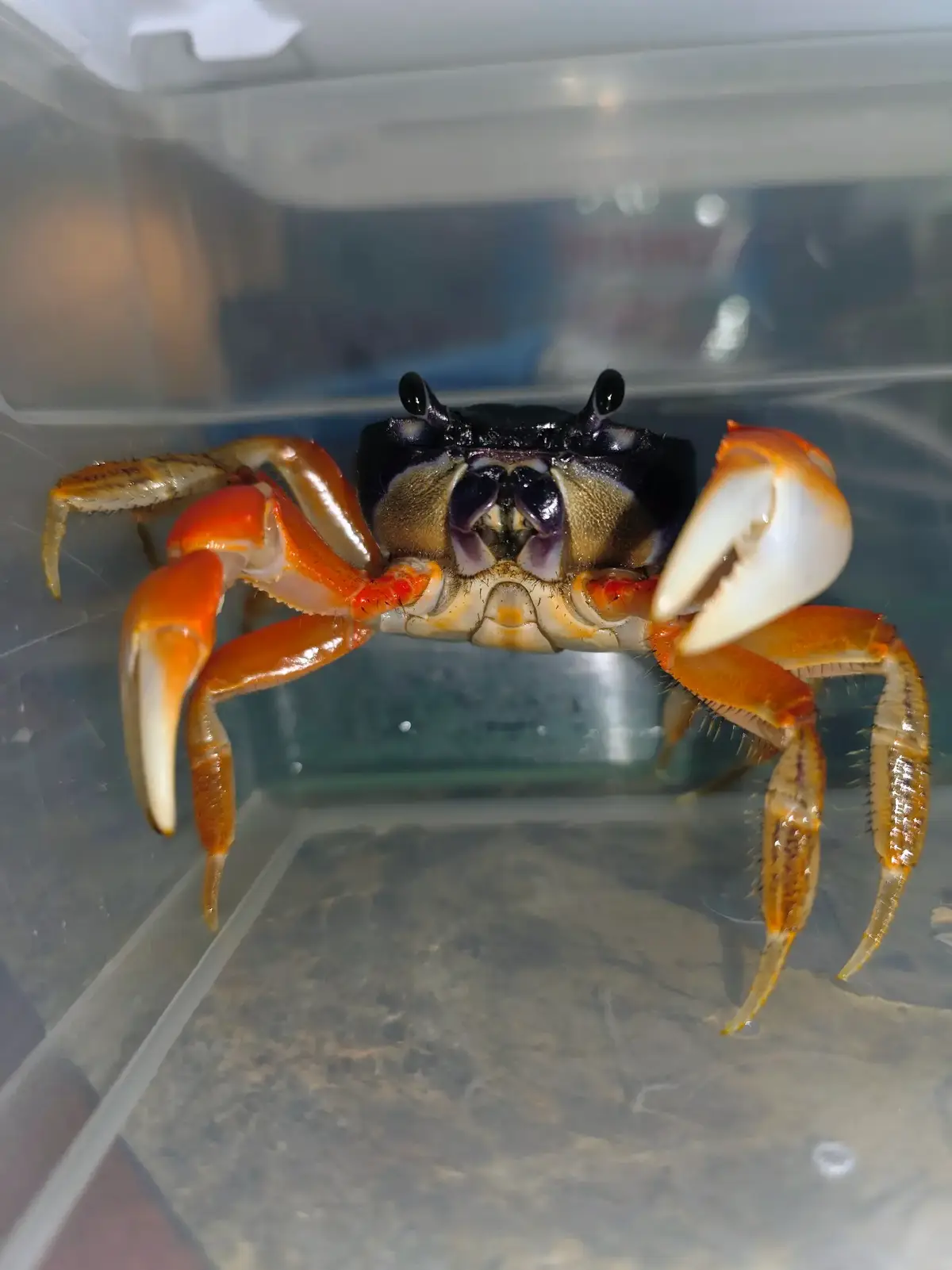 @Howie The Crab