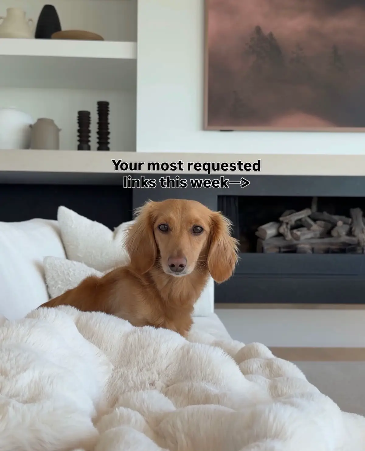 @cashewdachshund