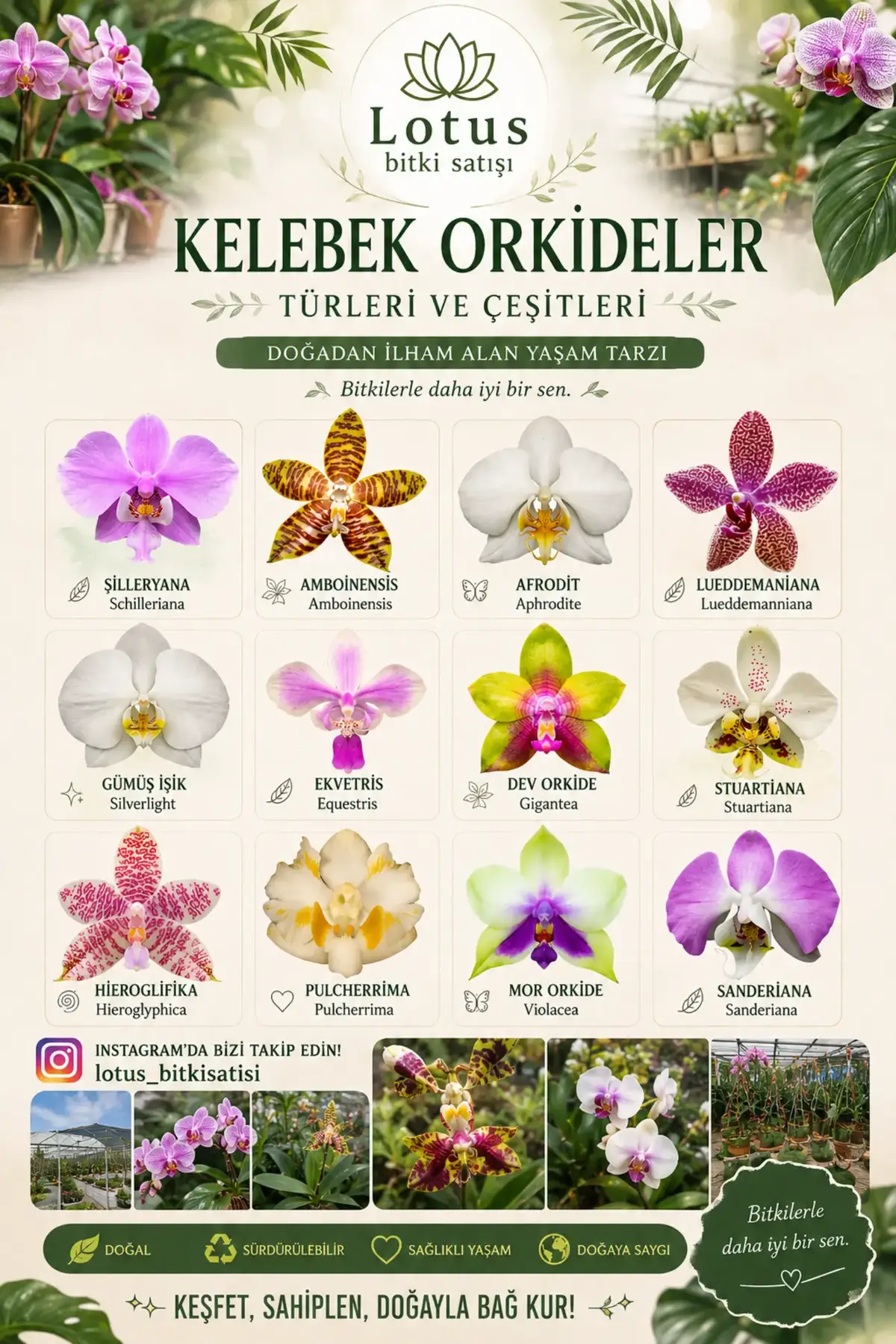 @Lotus bitki satışı