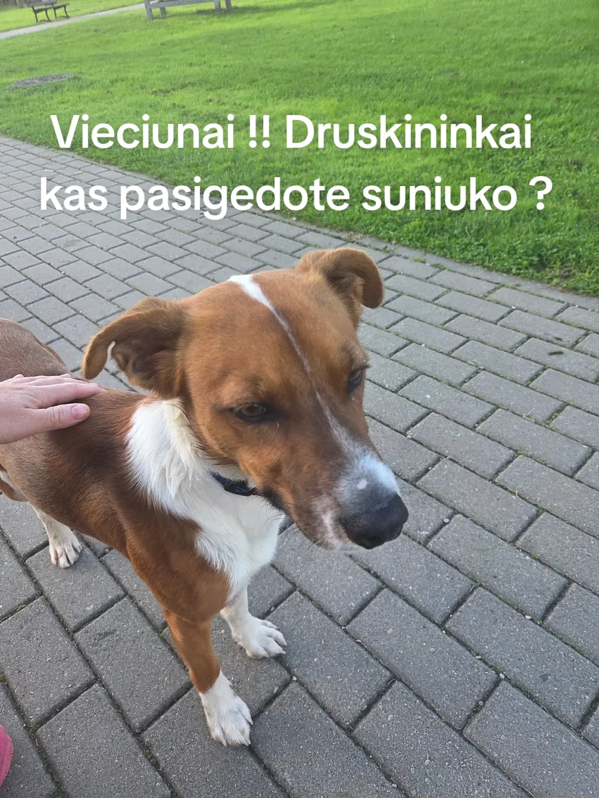 @Wellness for Pet