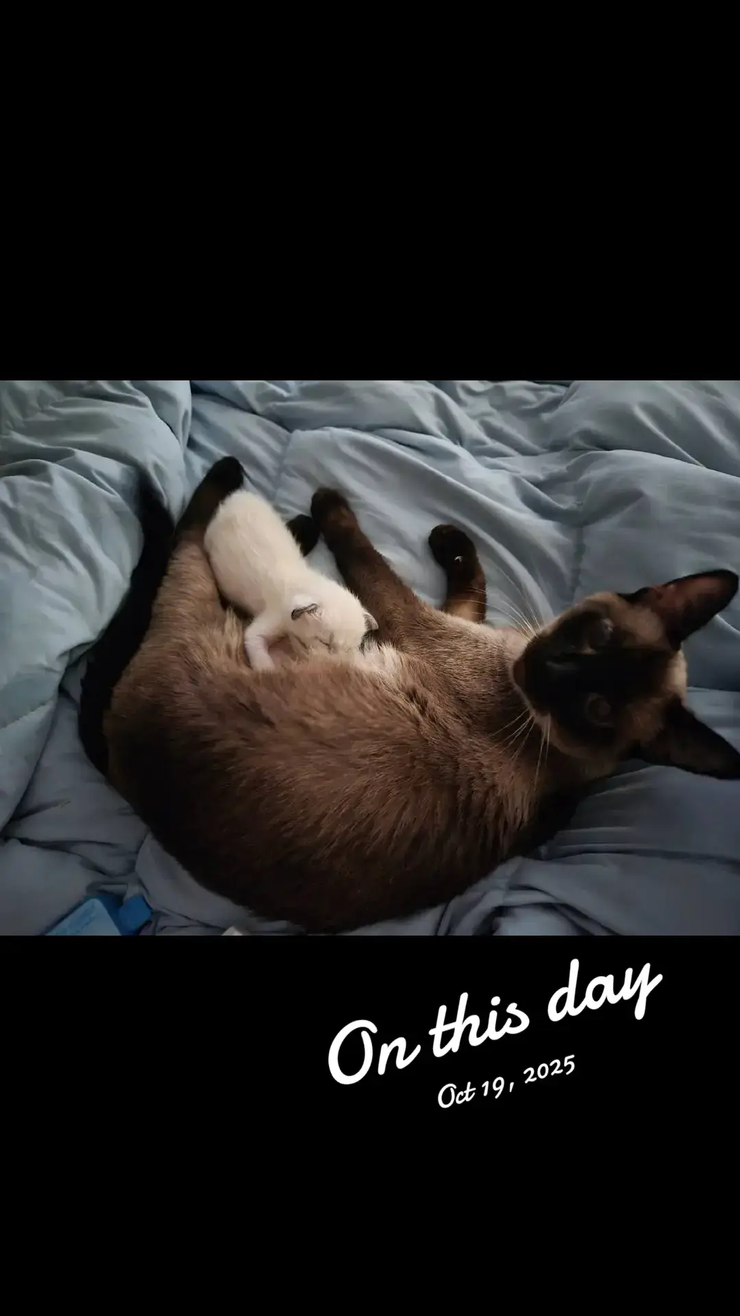 @Brittany's Beauties Kittens