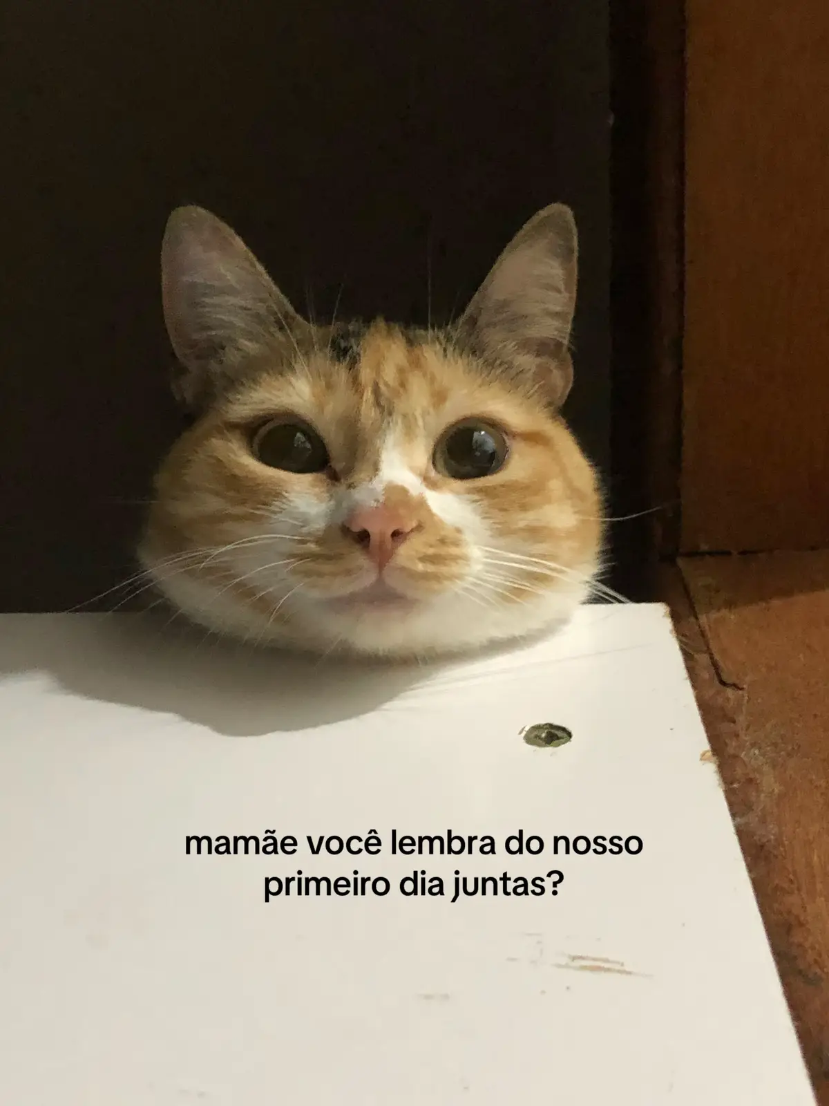 @carolina