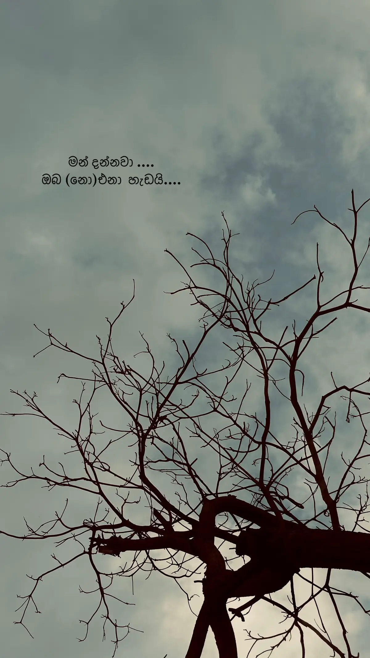 @Shehara Fernando