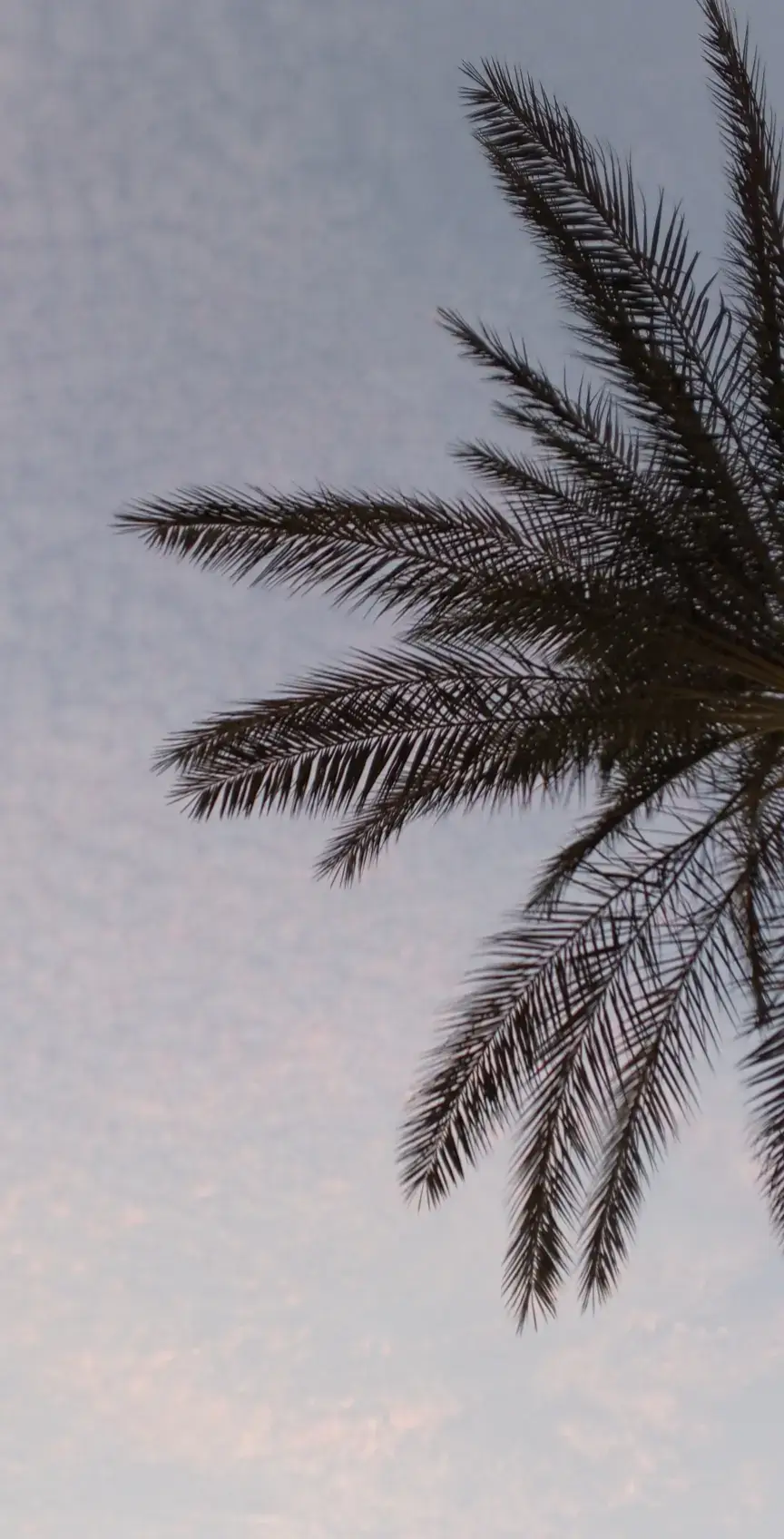 @ماريا