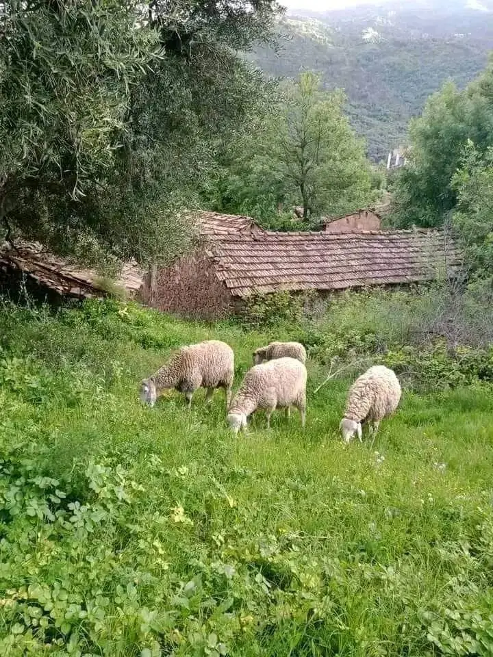 @abdo123