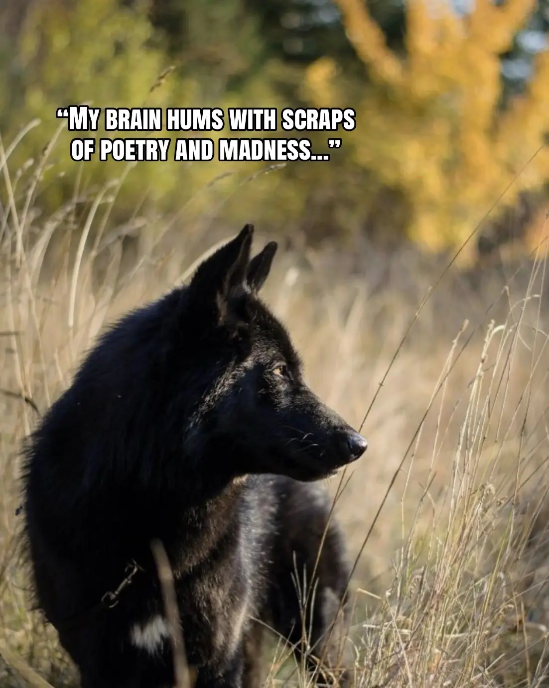 @🪬Conscious_LoneWolf🐺
