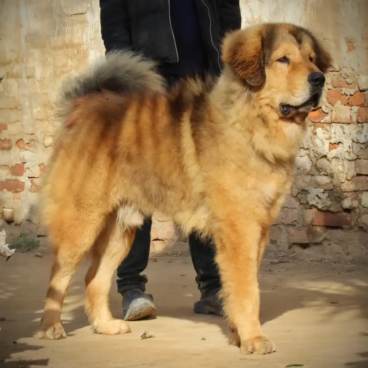 @Kashmiri_Bakrwal_Dog