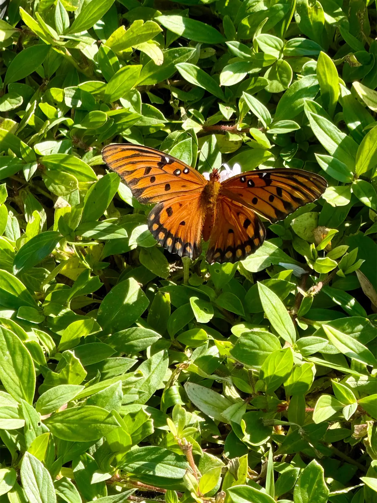 @Southwest Florida Shelling