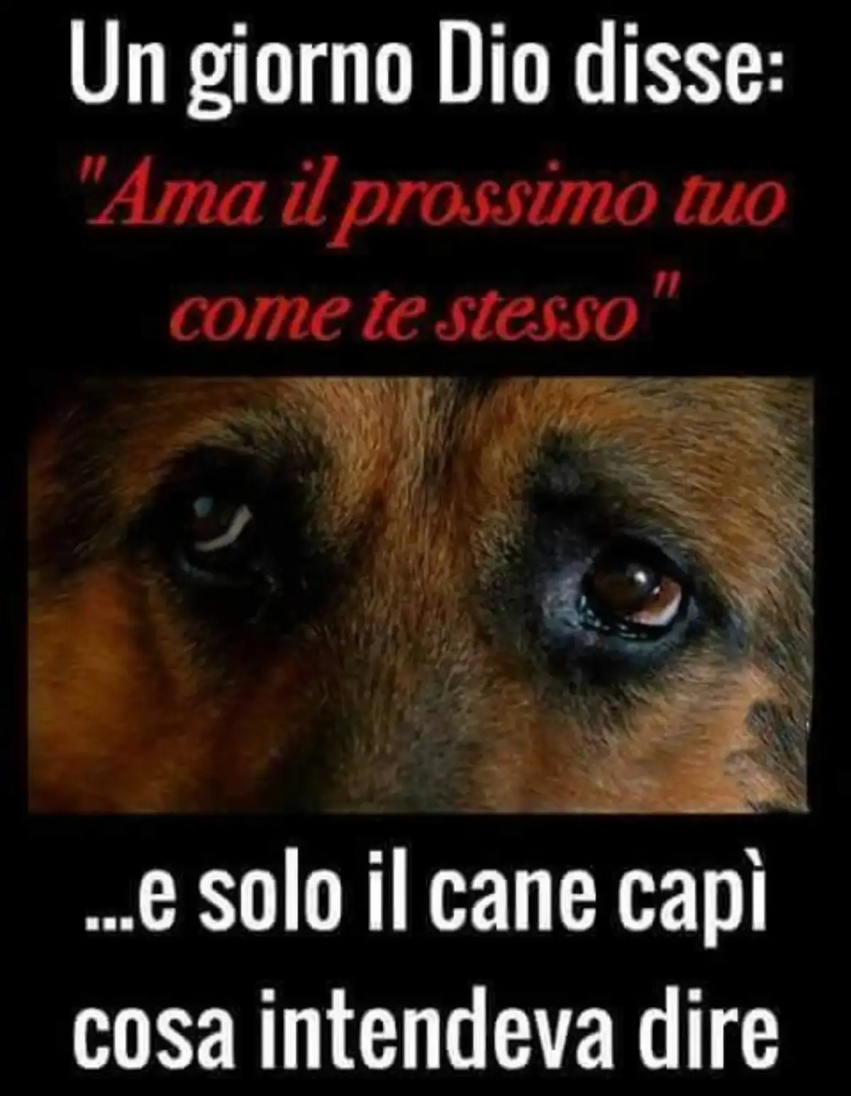 @Ava Animal 🩷🐾🩷