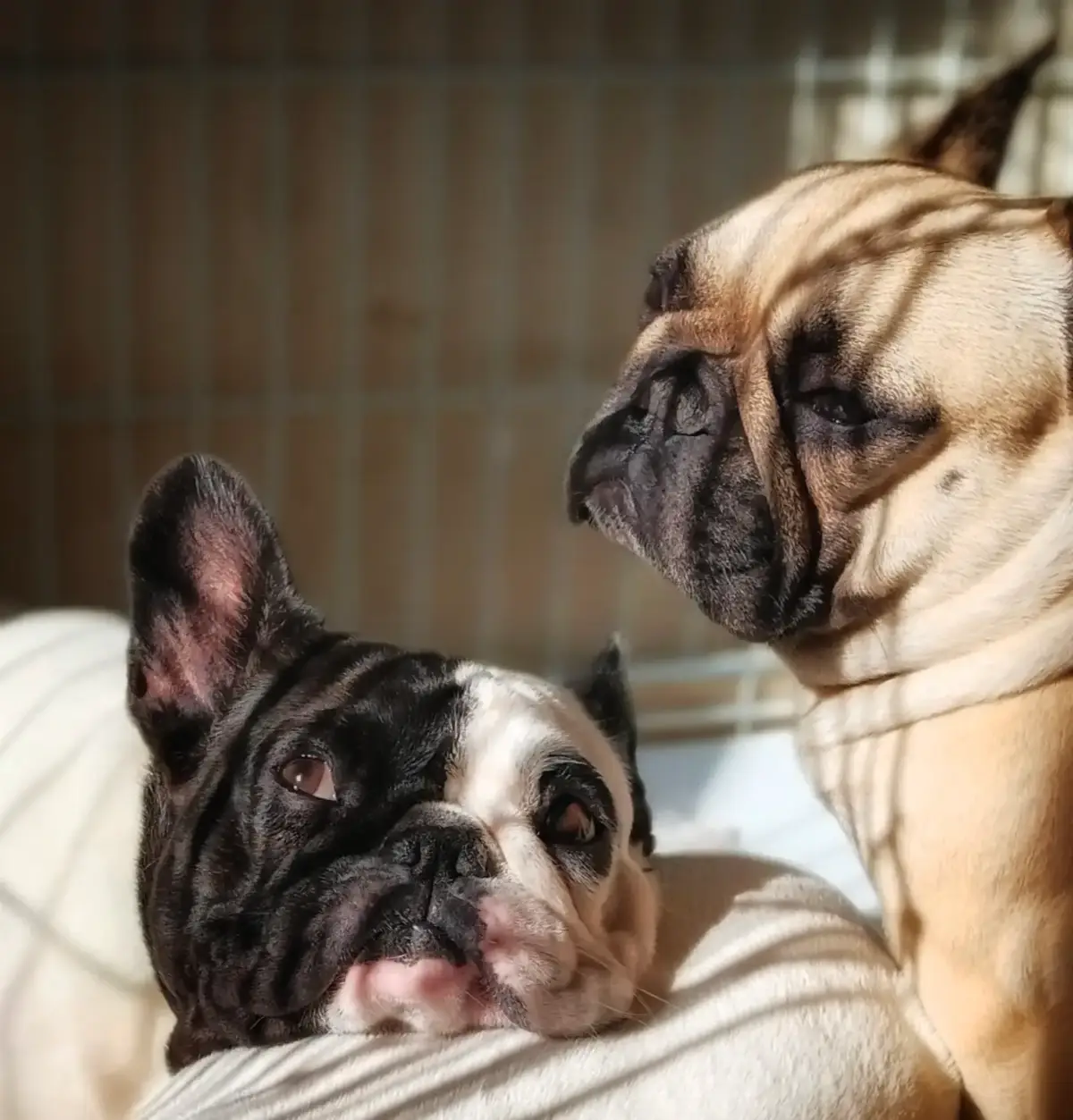 @Bosphorus Bulls French Bulldog