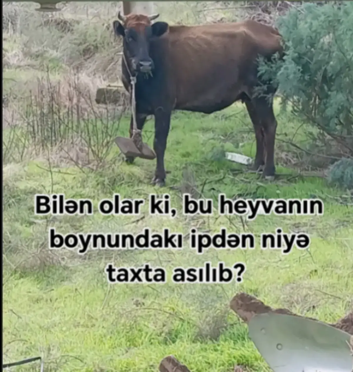 @Traktor_Aləmi