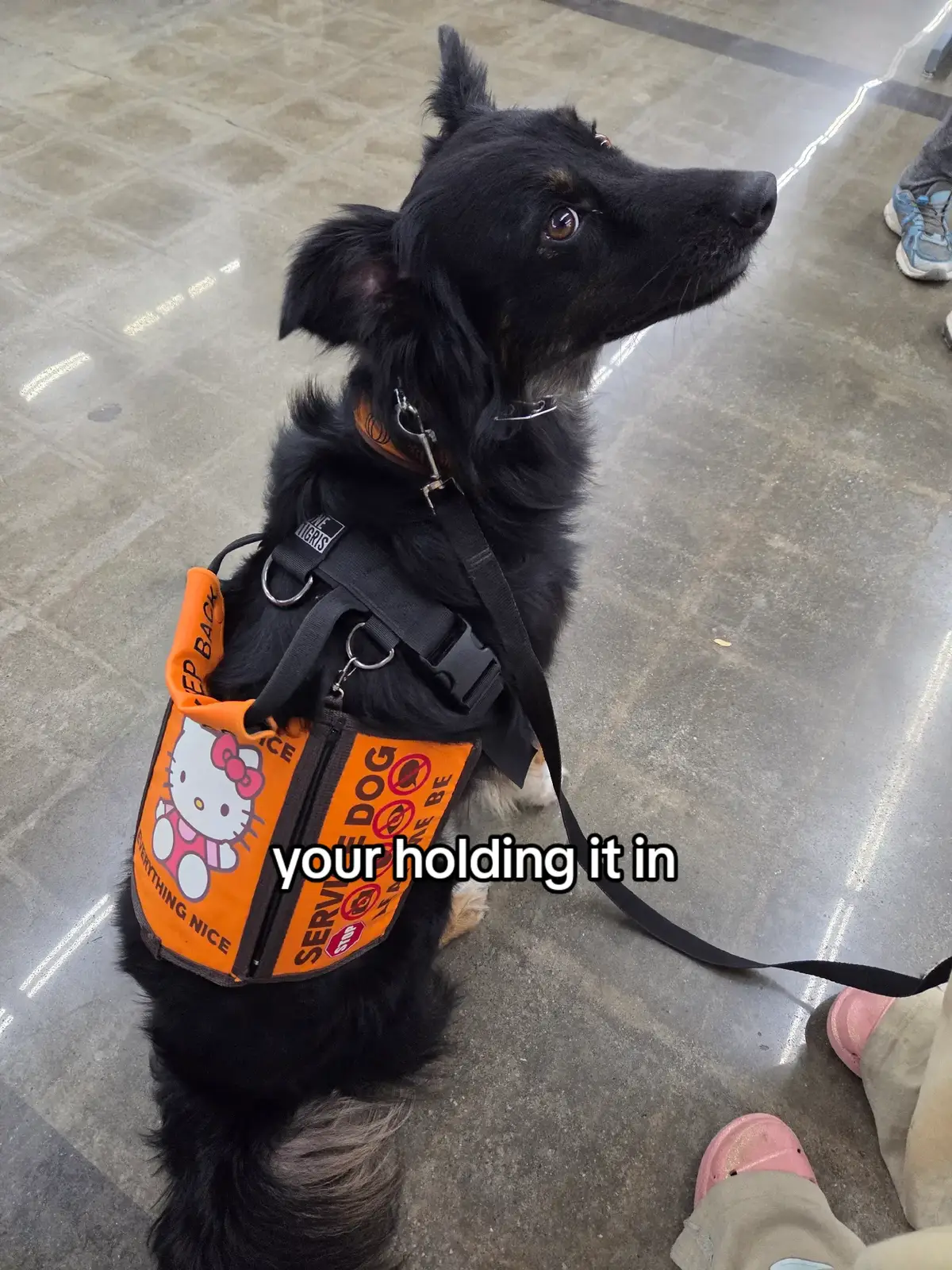 @Nala the Service aussie