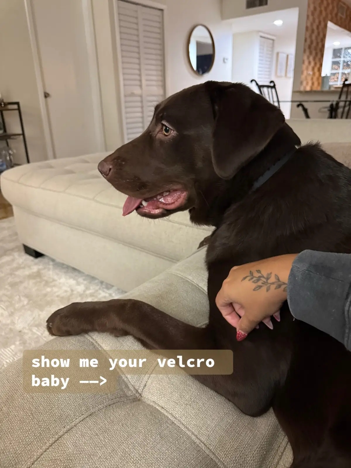 @Apollo the Choc Lab 🤎