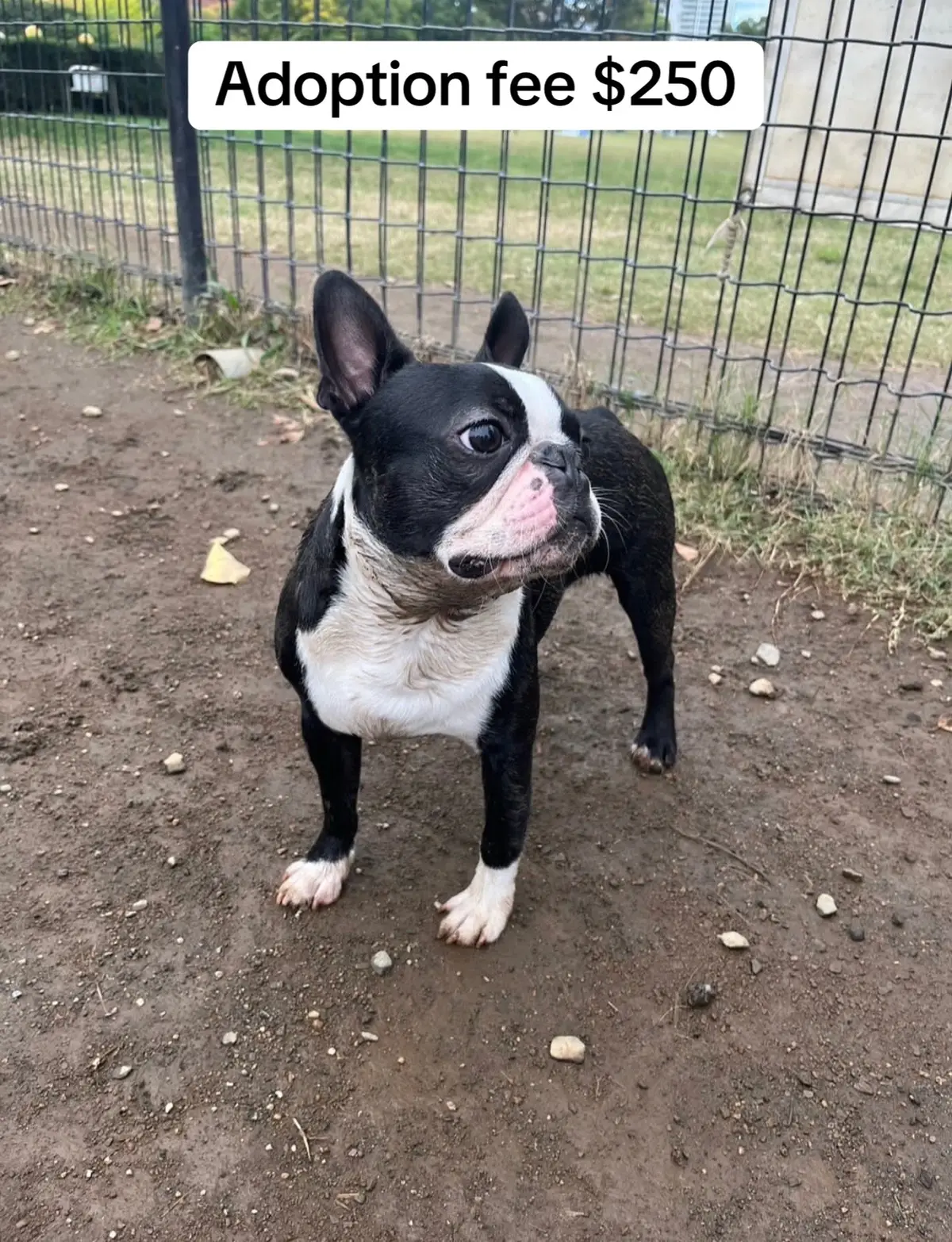 @Boston terriers puppies