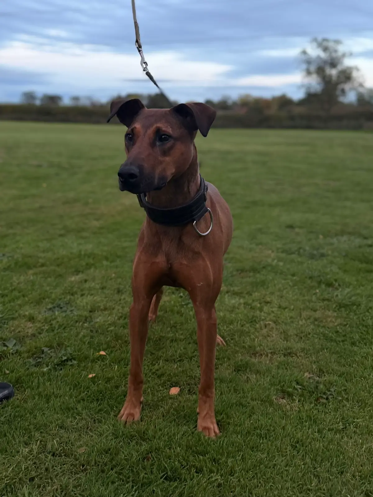 @protectiondobermanns