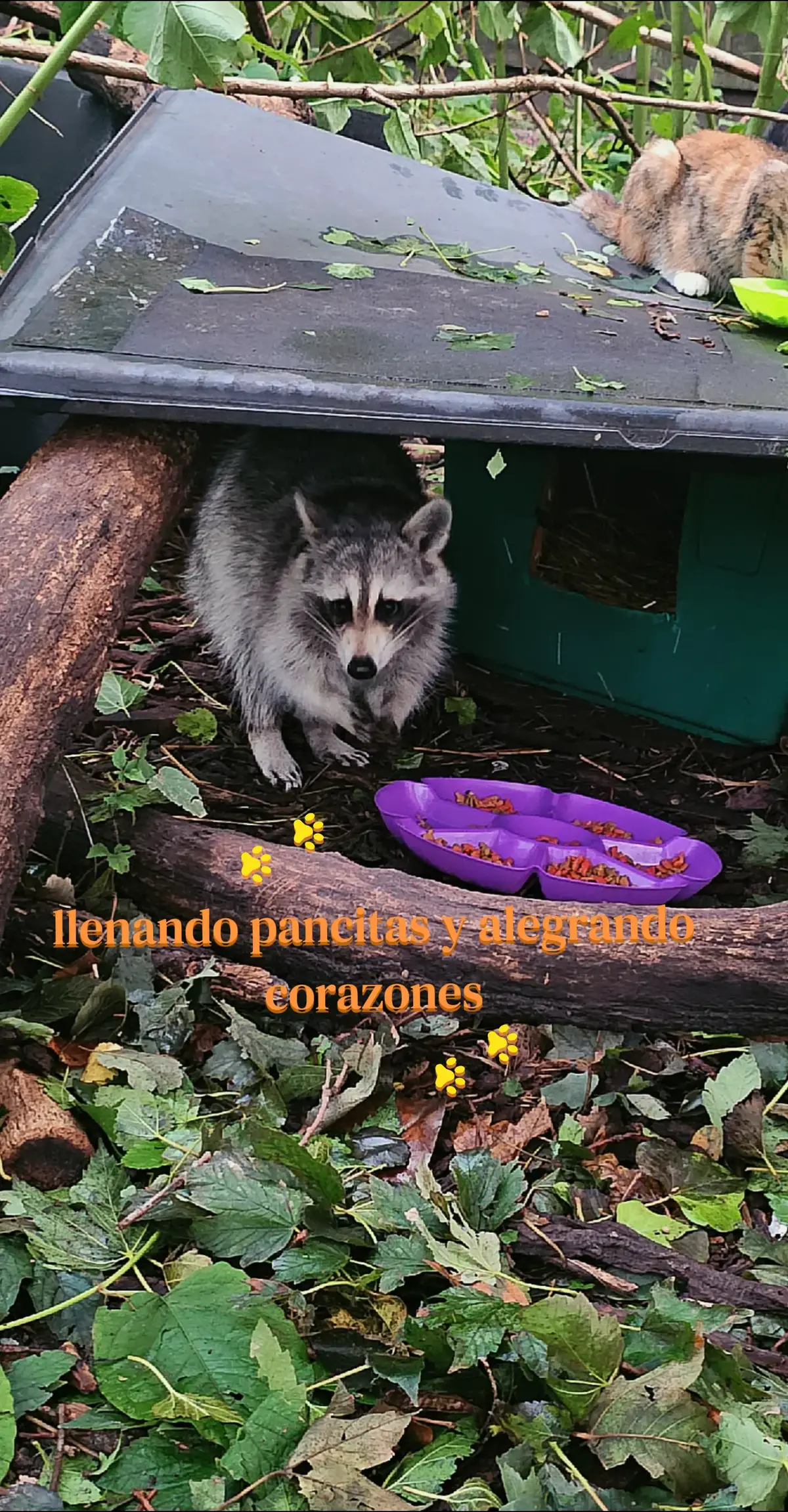@🇲🇽Guli.Carrada 🐈⬛