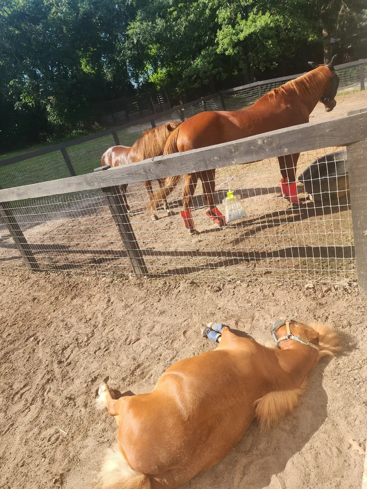 @Almost Perfect Acres