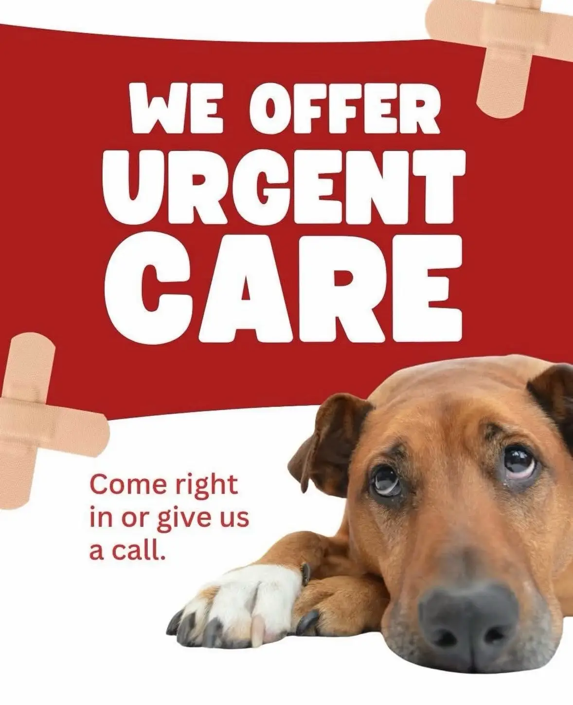 @911vetcare