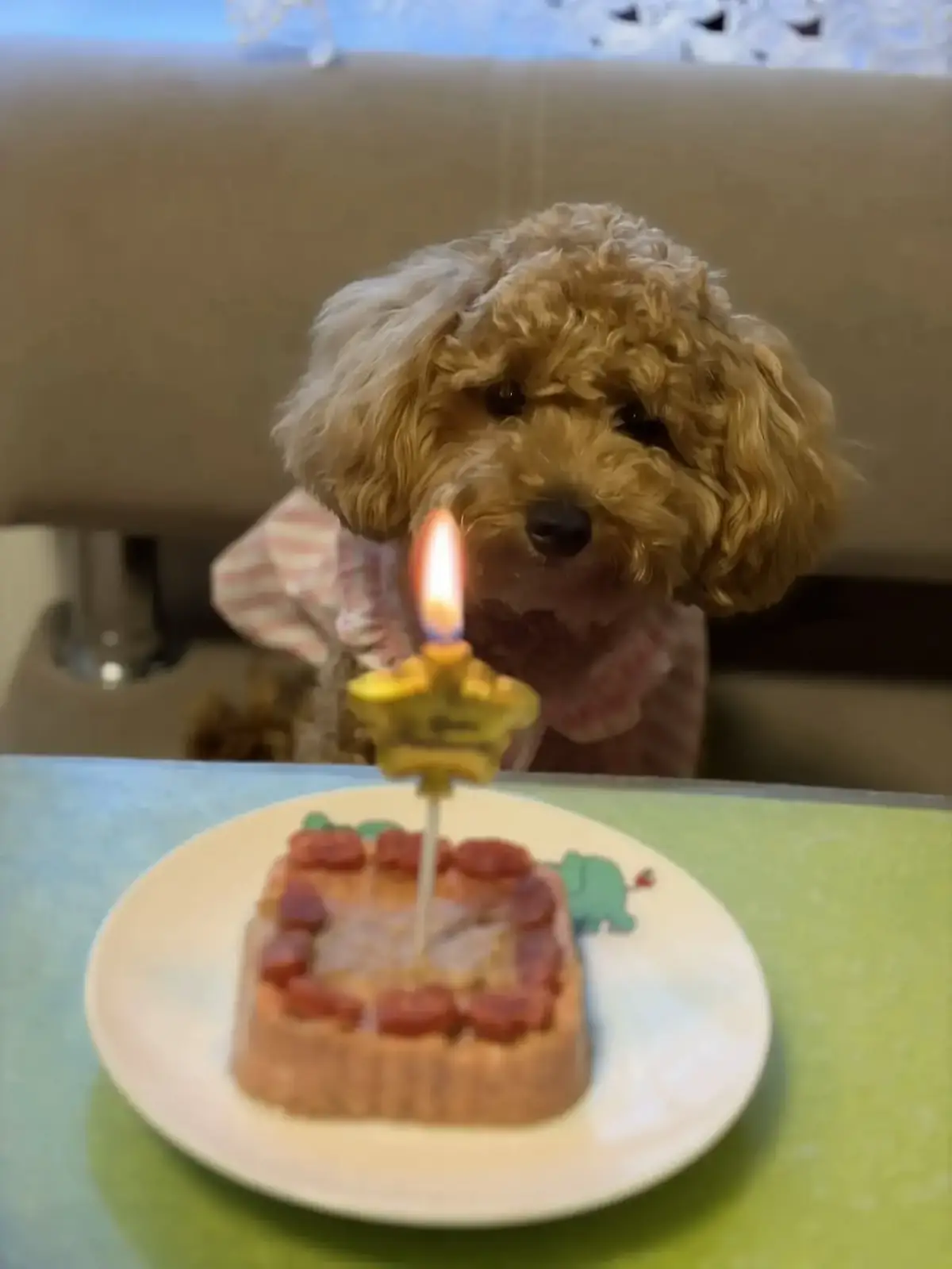 @shainik11