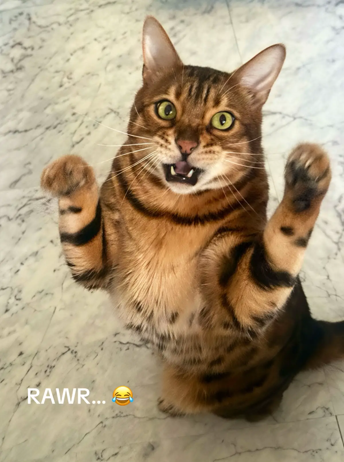 @TiggerthebrownBengal🇦🇺