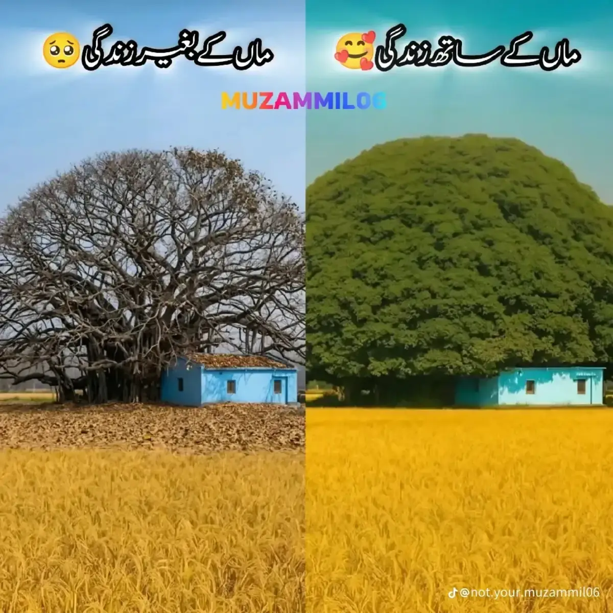 @imranjaane79