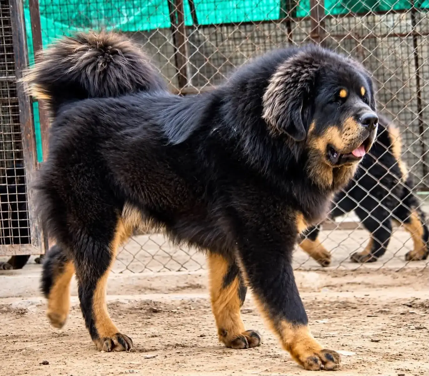 @Kashmiri_Bakrwal_Dog