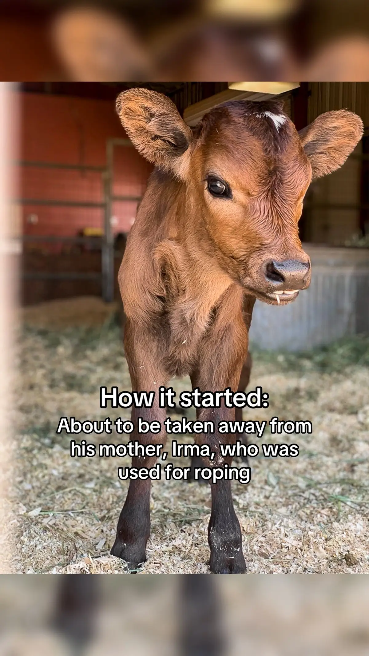 @The Gentle Barn | Sanctuary