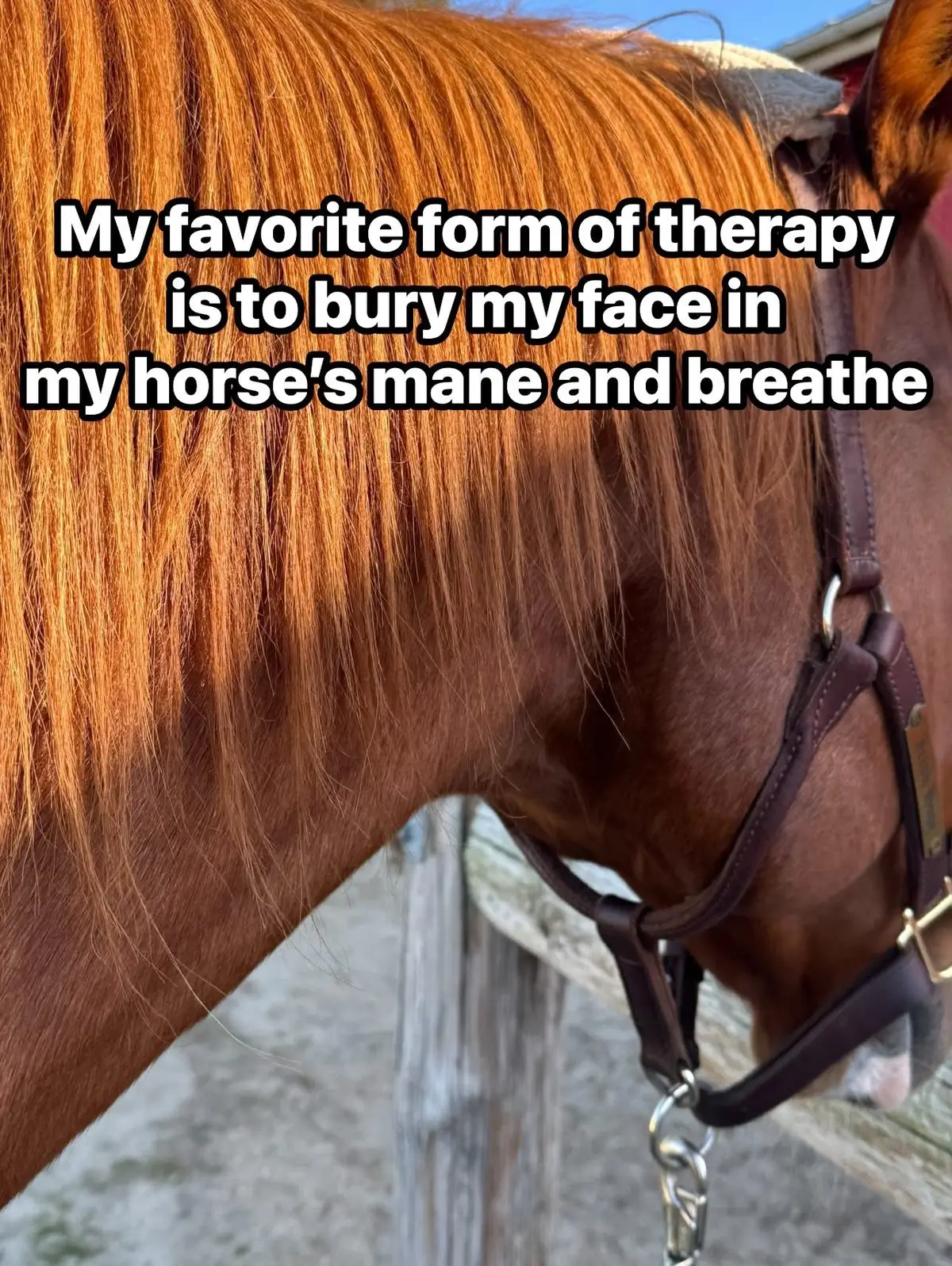 @Horselife
