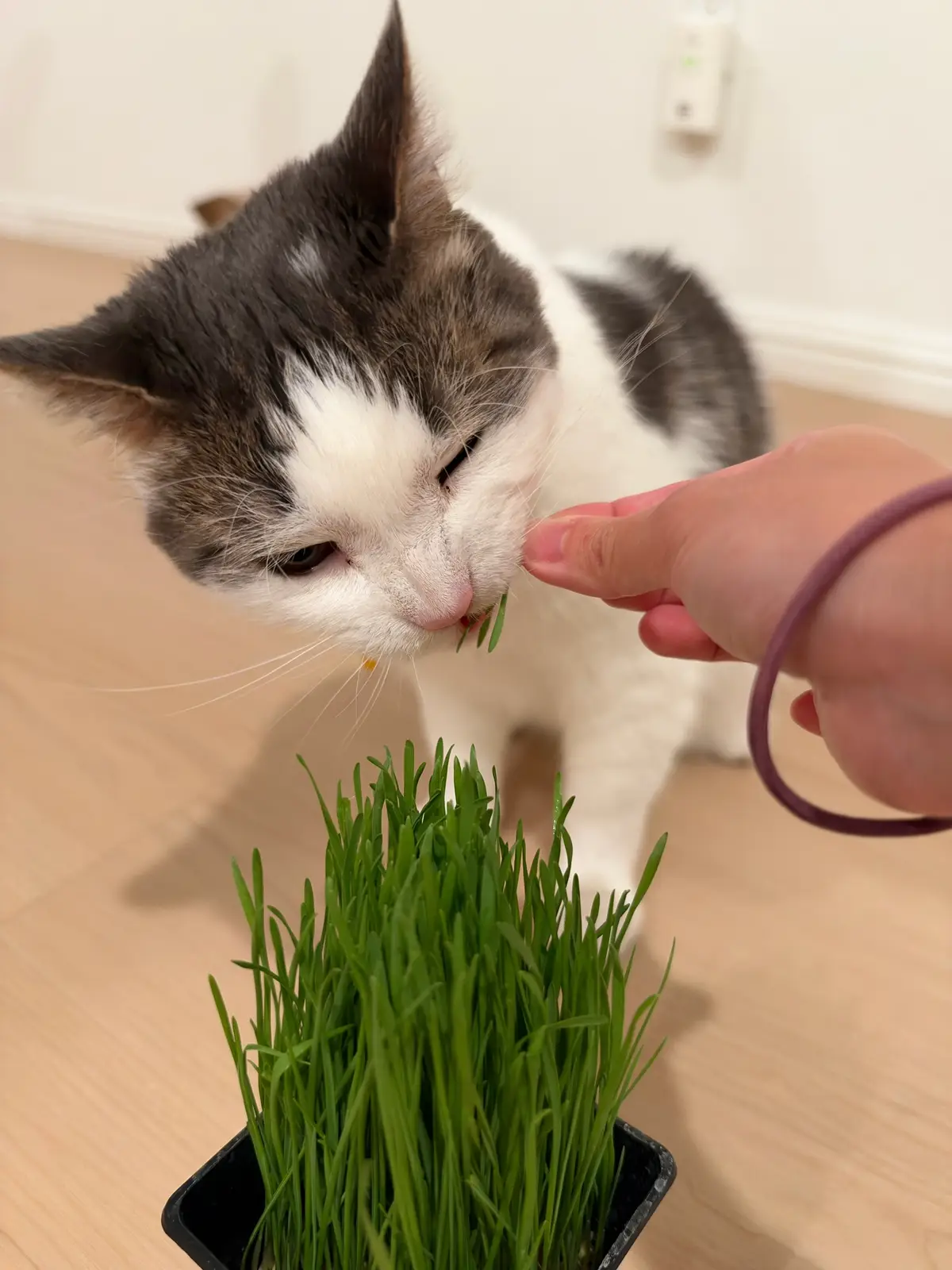 @Mimi Wawa Meow
