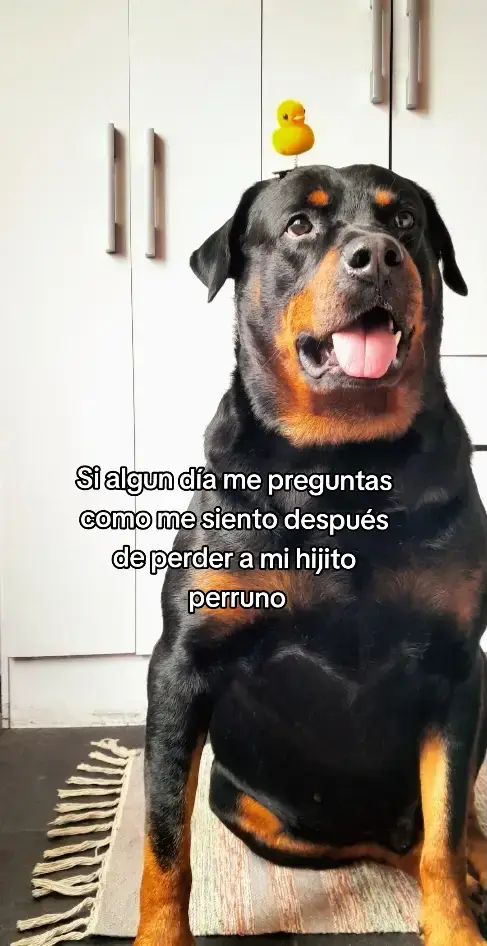 @Una leo♌️