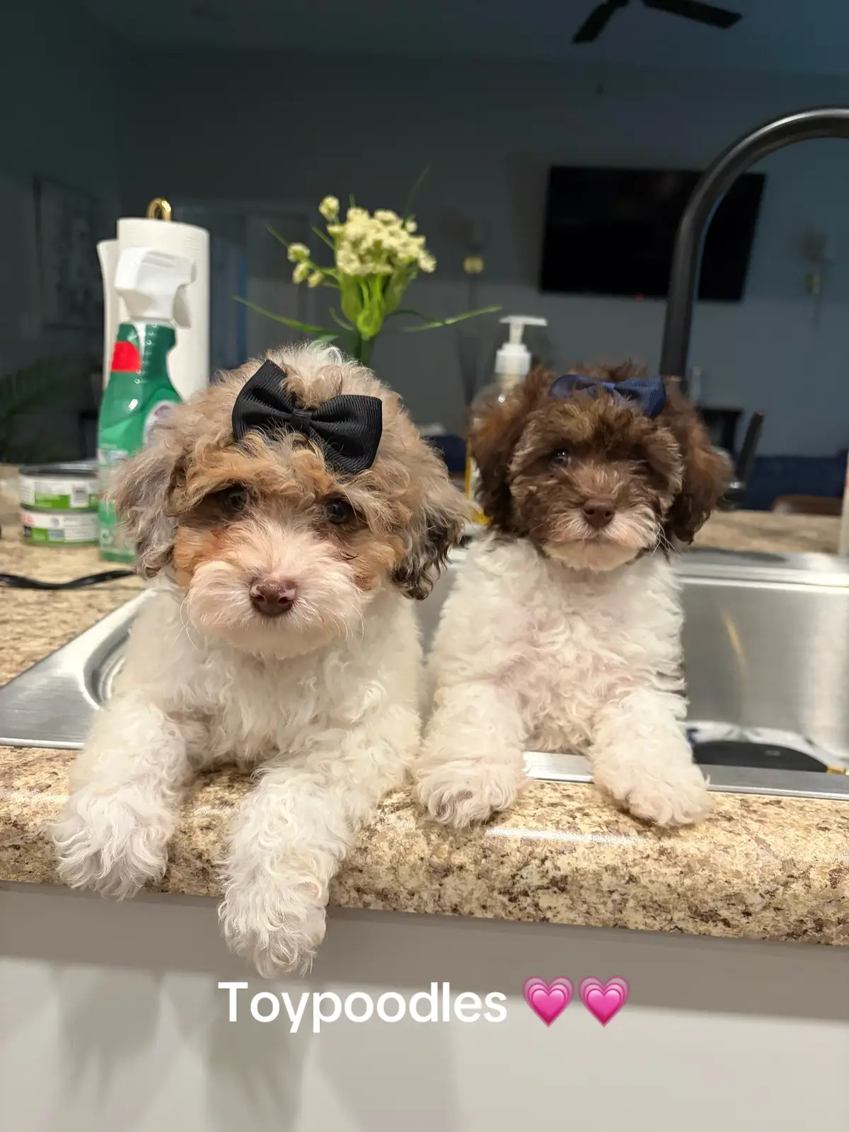 @Shortcake_kennel_2